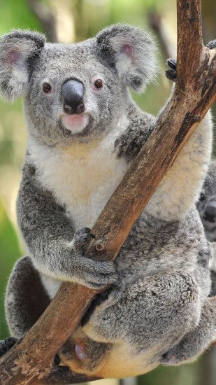 Koala in a tree Wallpaper