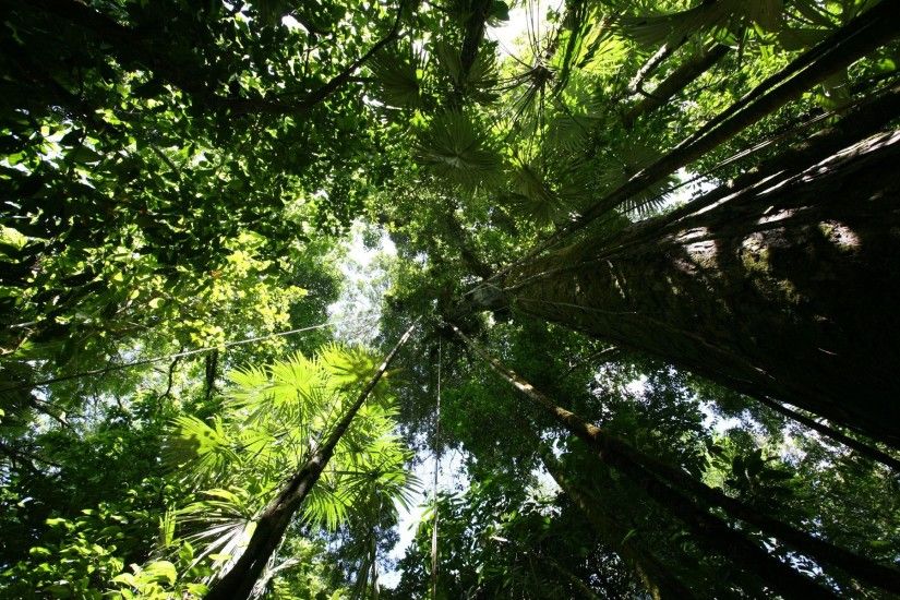 Rainforest Wallpaper - Rainforest
