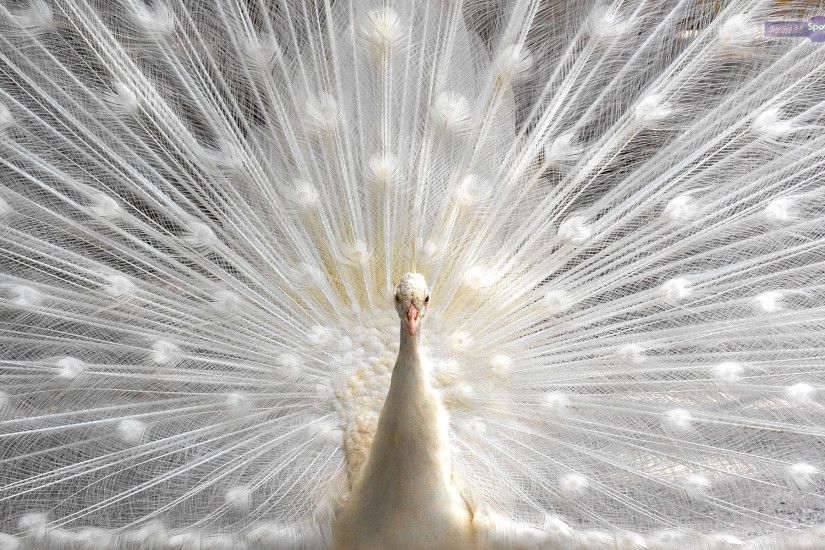Best Peacock Wallpapers and Backgrounds