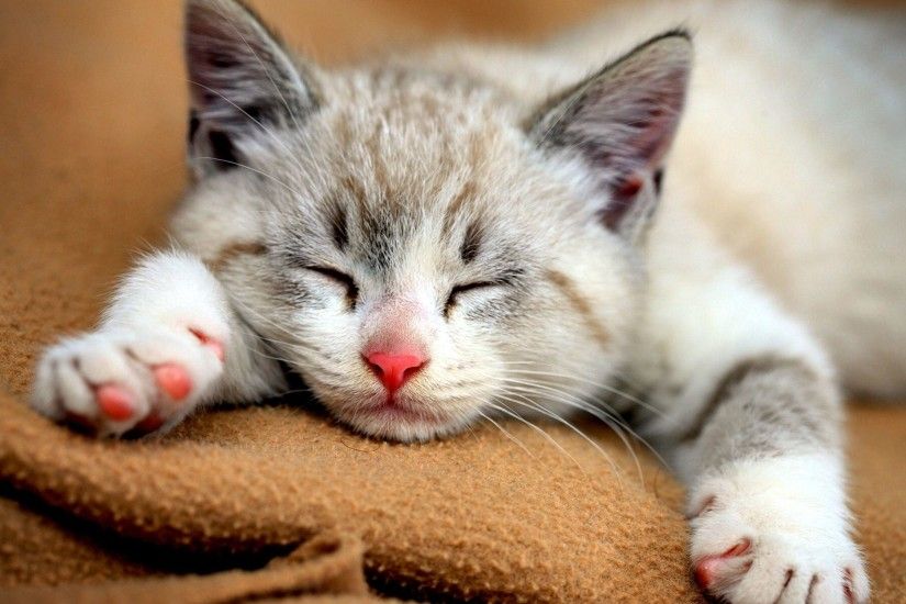 Two-Cute-Bengal-Cat-Wallpaper - Cute Cat Wallpapers