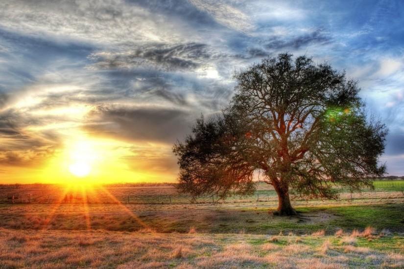 Texas Tag - Nature Texas Tree Farm Sunset Winter Desktop Hd for HD 16:9