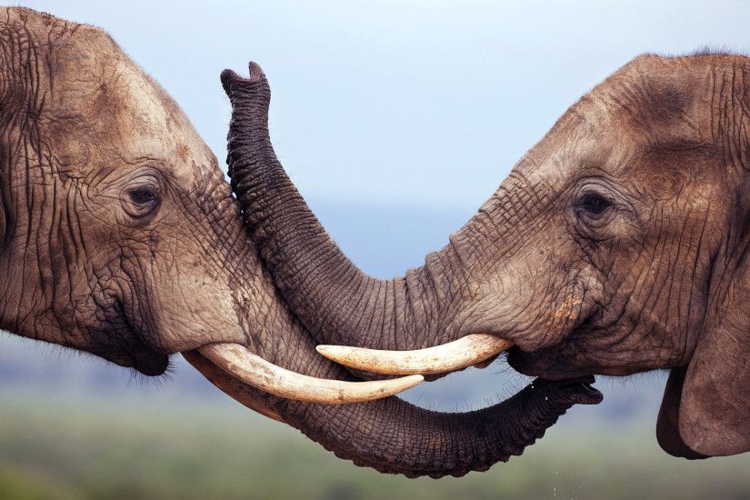 Kissing Elephants Desktop Background. Download 1920x1200 ...