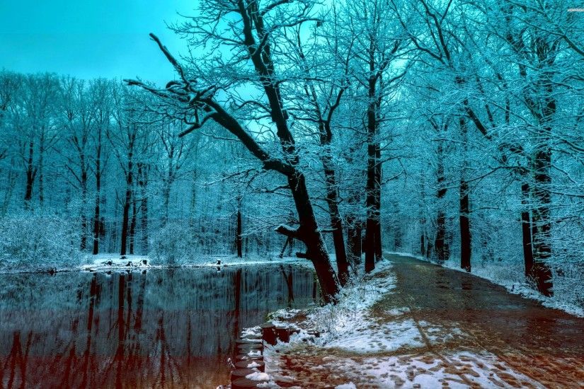 Beautiful Blue Winter Forest In The Evening
