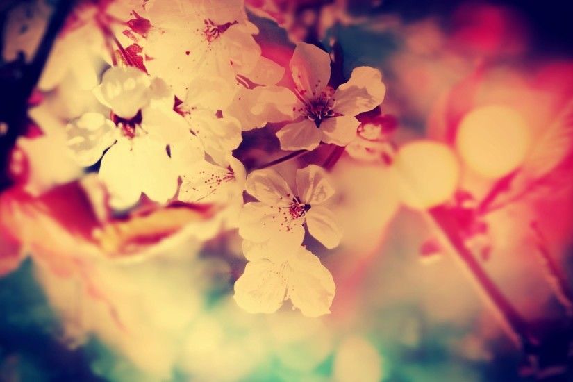 2560x1440 hd cherry blossom backgrounds hd desktop wallpapers background  photos 1080p smart phone background photos download
