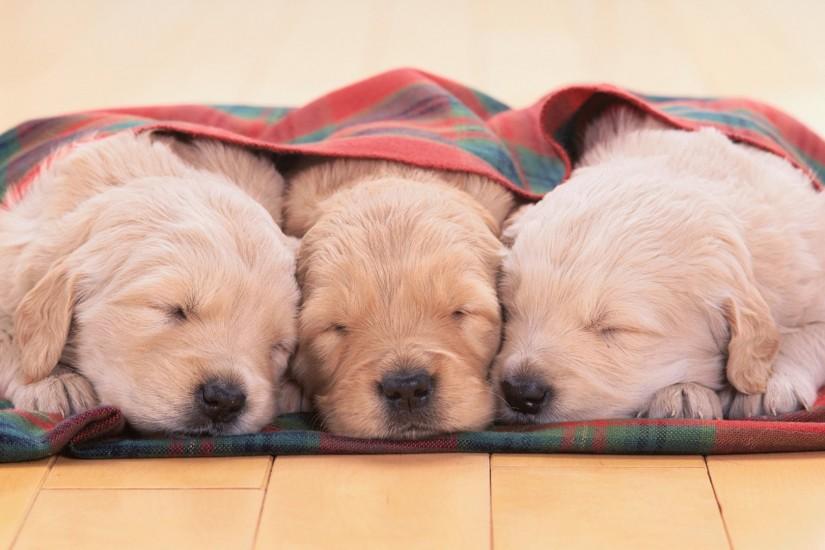 puppies wallpaper 1920x1080 large resolution