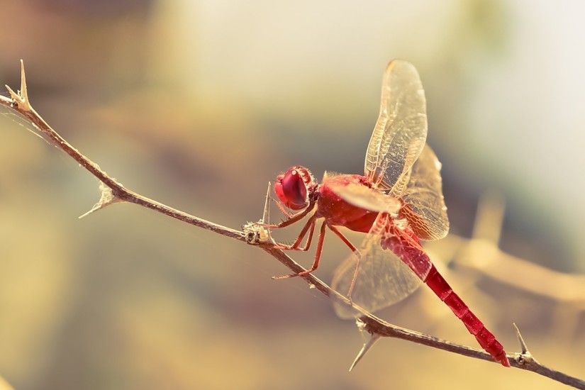 3840x2160 Wallpaper dragonfly, insect, twig, blur