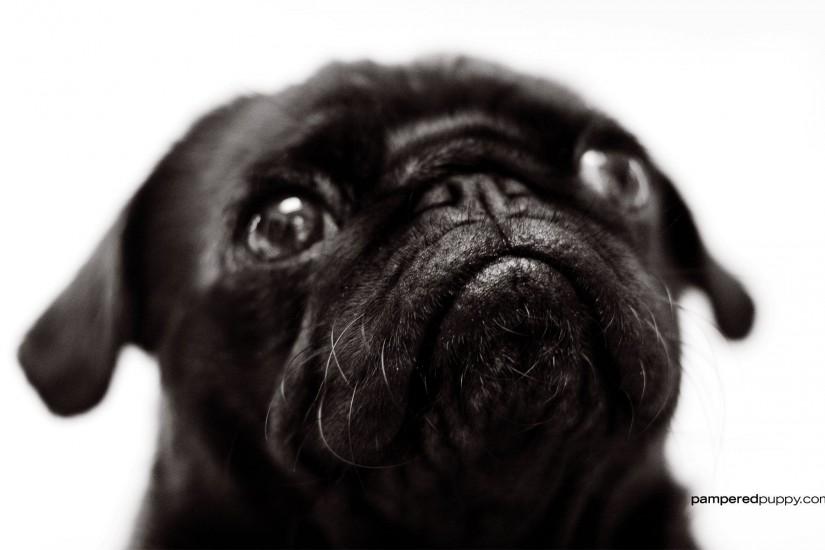 Small black pug | Doggy Desktops