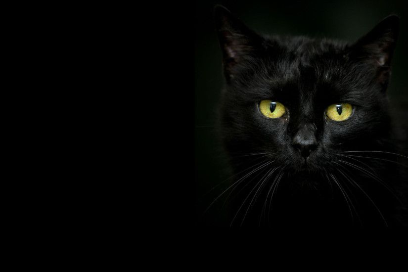 Beautiful black cat on a dark background