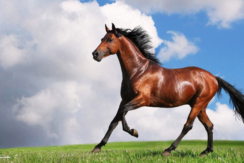 beautiful horse high definition wallpaper free