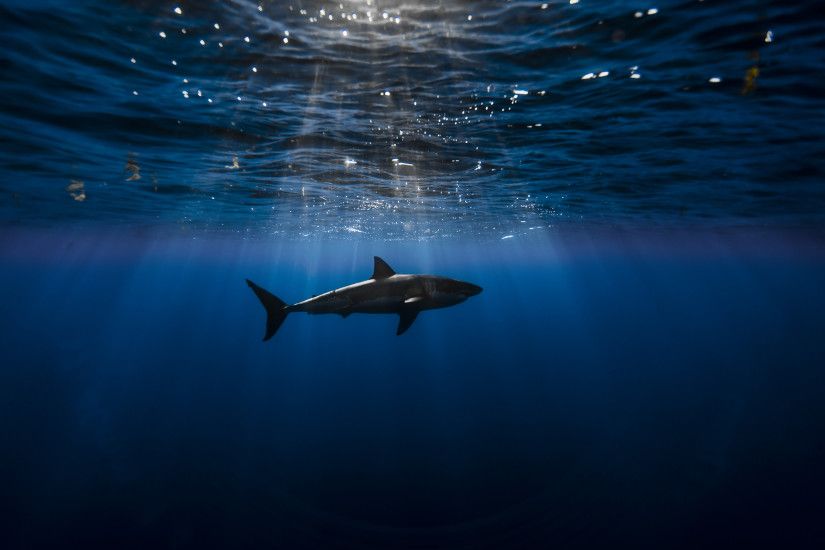 Underwater Wallpaper of a Shark [2560x1600] ...