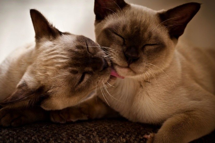 Siamese-Cats-HD-Wallpapers