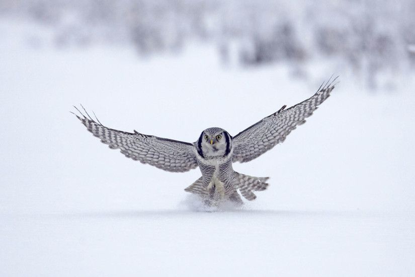 Northern Hawk Finland