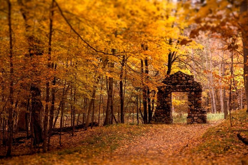 HD Autumn Forest Wallpaper.