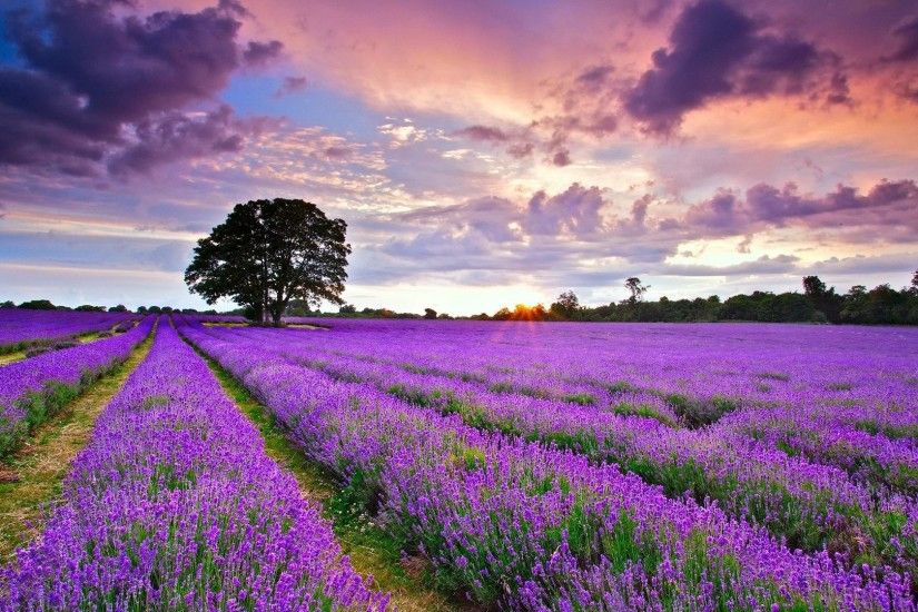 England Tag - Lavender England Flowers Field Landscape Computer Wallpapers  Hd Nature for HD 16:
