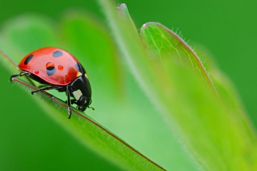 ... 17 Miraculous: Tales of Ladybug & Cat Noir HD Wallpapers .