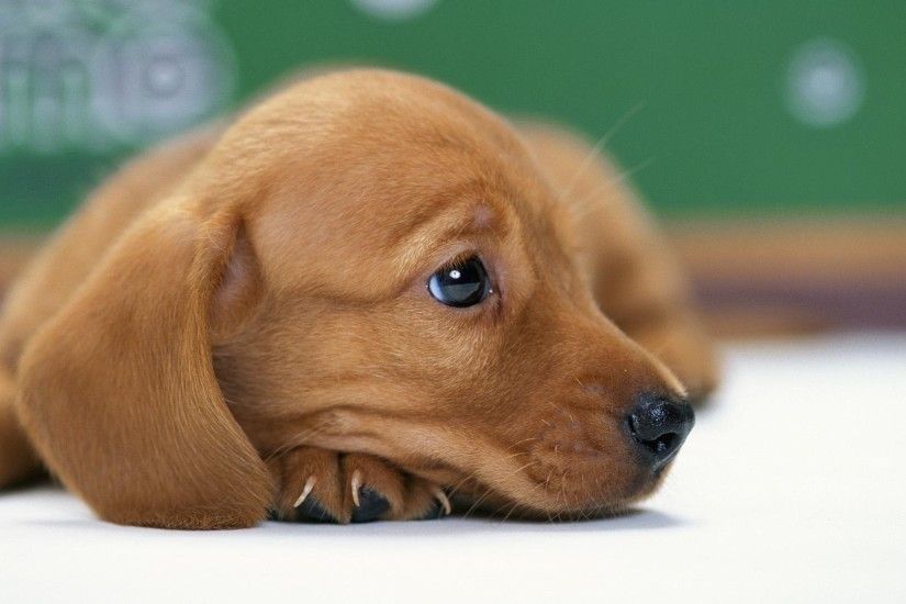 Miniature Dachshund Puppies - Dogs & Animals Background Wallpapers .