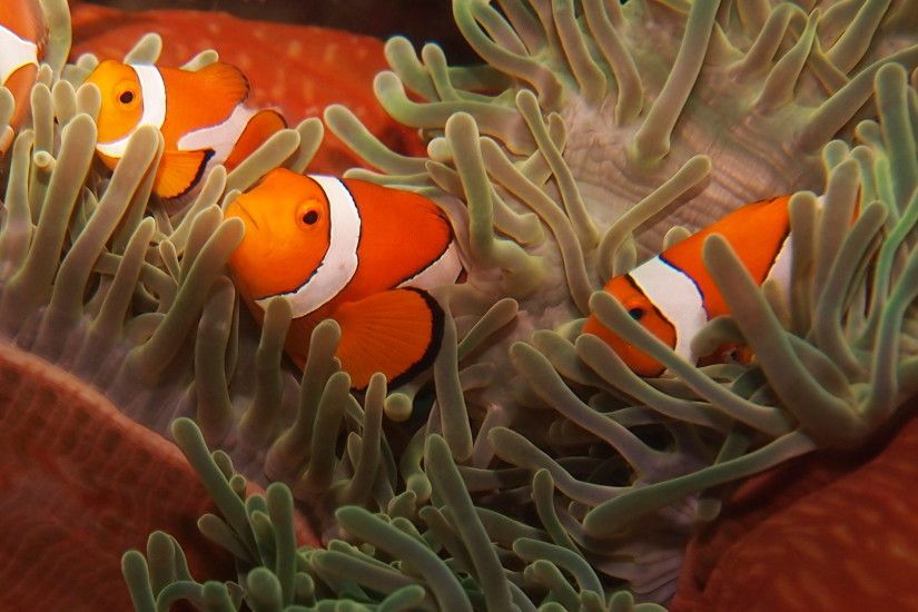 Clown Fish Family Wallpaper Wallpaper