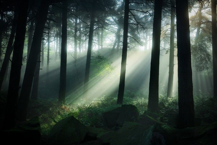 Dark Forest, Trees, Sunshine