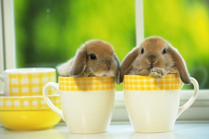Wallpapers For Gt Cute Baby Rabbit Desktop Bunny Wallpaper For