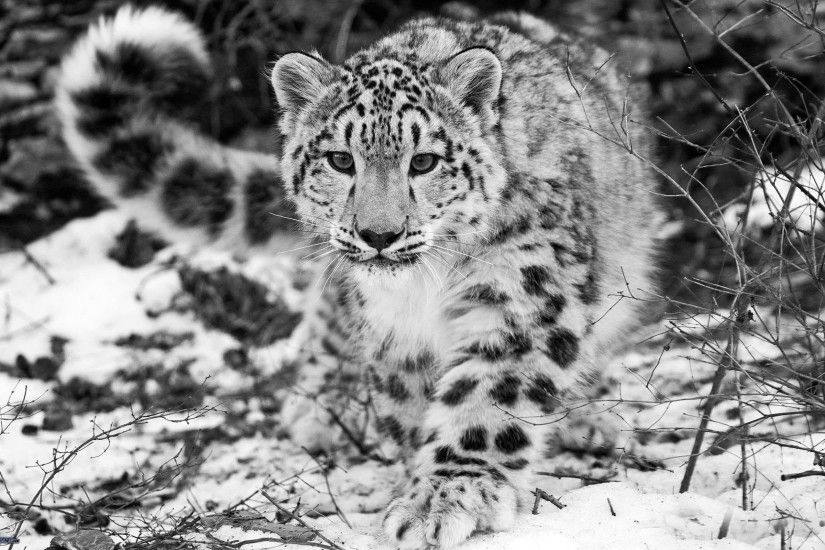 Snow Leopard Wallpapers hd Snow Leopard Wallpaper