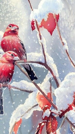 red bird wallpaper #25893