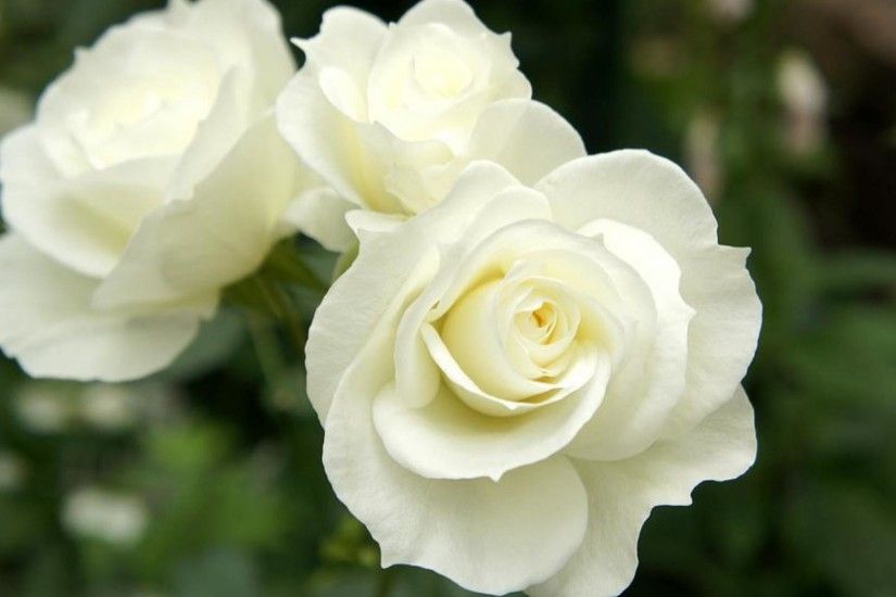 nice best hd free wallpapers white rose