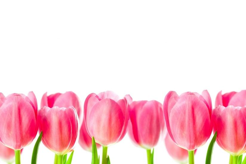 Pink Tulips Wallpaper 2284