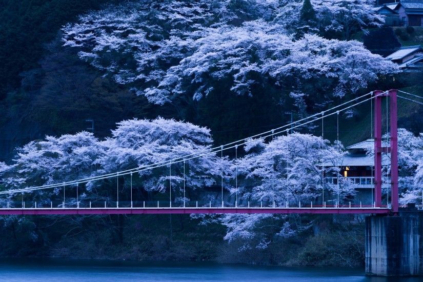 Japan Sakura Wallpaper 13 - 3840 X 2160