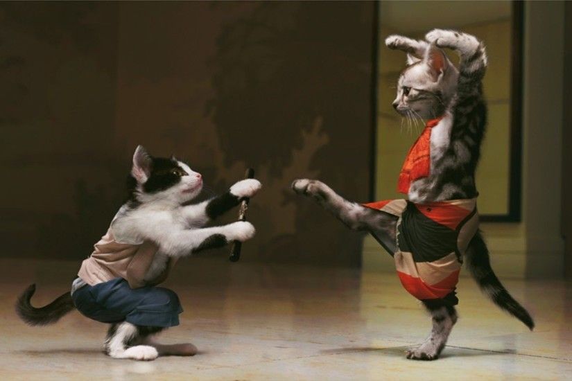 kung fu cat hit fight