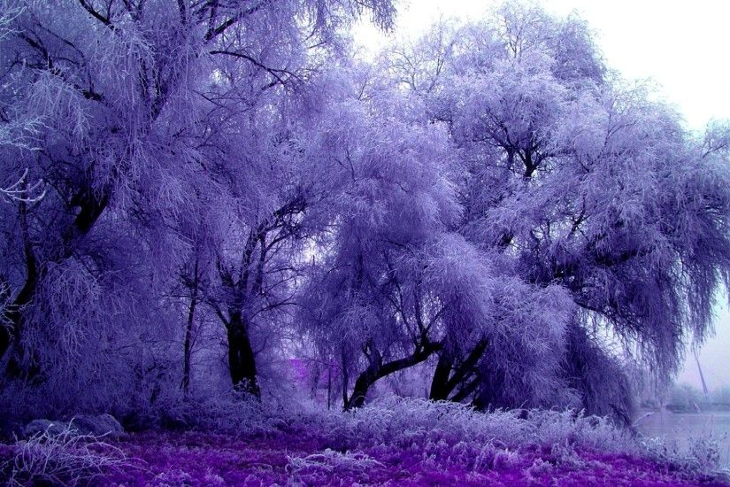Winter Trees Feathery Splendor Purple Nature Astonishing Desktop  Backgrounds National Geographic - 1920x1200