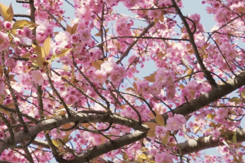 Spring blossom background. Beautiful nature scene with blooming sakura or cherry  blossom Stock Video Footage - VideoBlocks