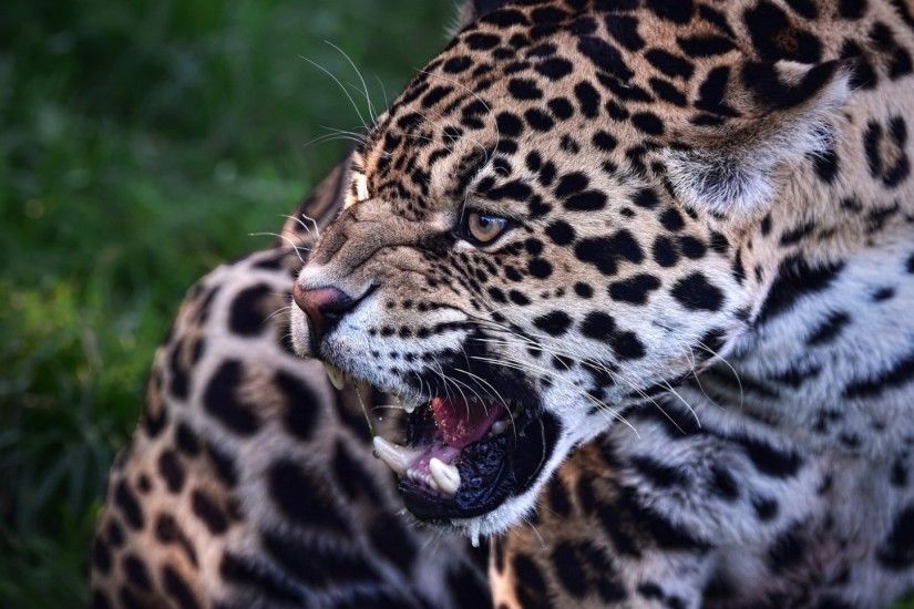 1920x1080 Wallpaper jaguar, predator, teeth, animal, wild cat
