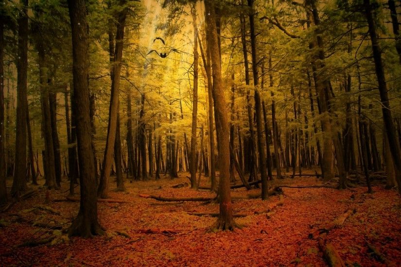 1920x1080 Wallpaper autumn, forest, landscape