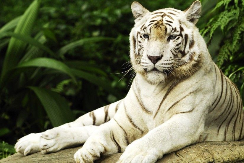 Animal White Tiger Cats Mobile Wallpaper | White Tiger Wallpaper |  Pinterest | Tiger wallpaper, Wallpaper and Tigers