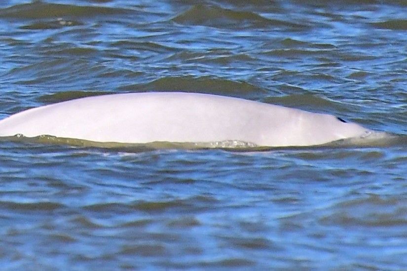 Beluga whale spotted again in River Thames near Gravesend | UK News | Sky  News