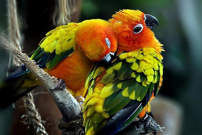 parrot love parrot love parrot love ...