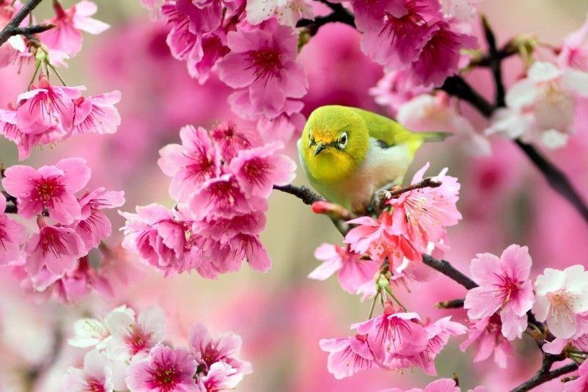 birds, Animals, Pink Flowers, Blossoms Wallpapers HD / Desktop and Mobile  Backgrounds