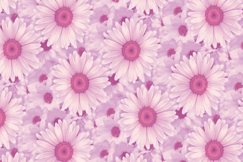 Pink Daisy Background 797667