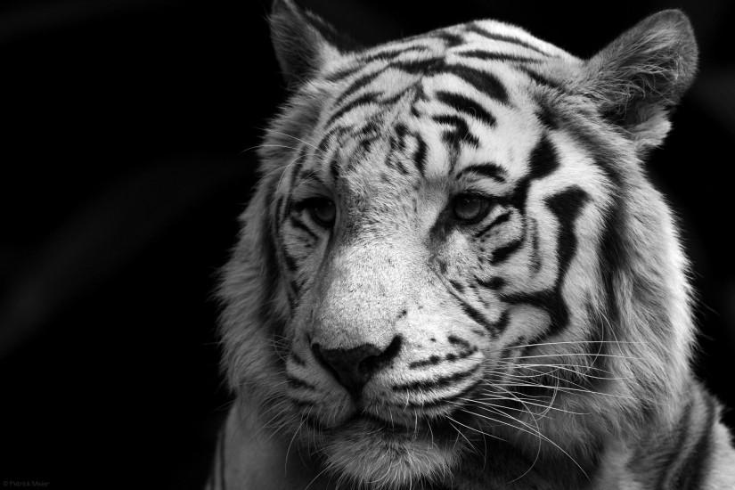 White Bengal Tiger Wallpapers - Wallpaper Cave