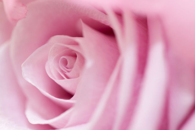 ... Pink Rose ...
