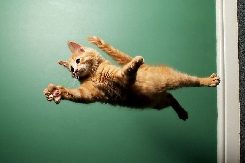 cool cat on wall HD wallpapers