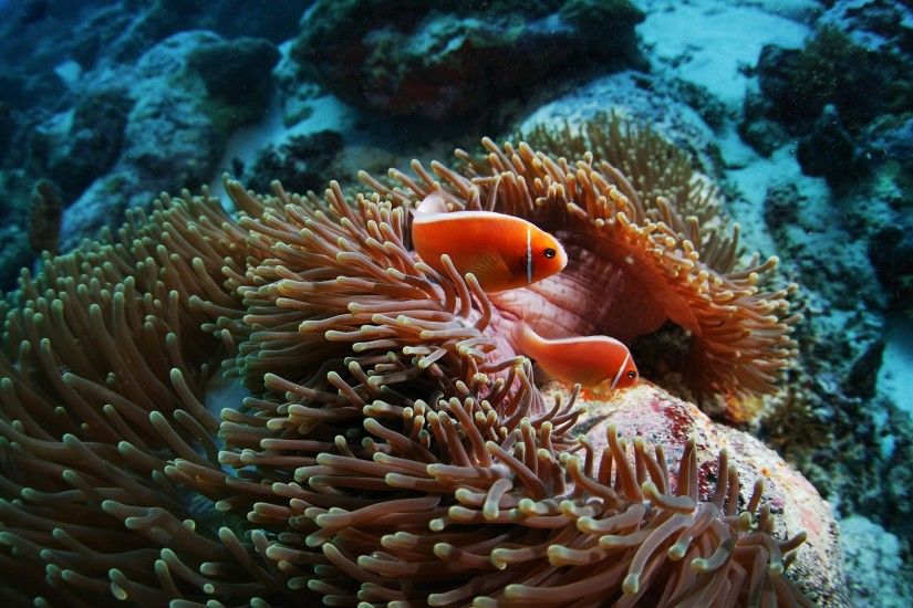 clownfish, Sea Anemones, Animals, Coral Wallpapers HD / Desktop and Mobile  Backgrounds