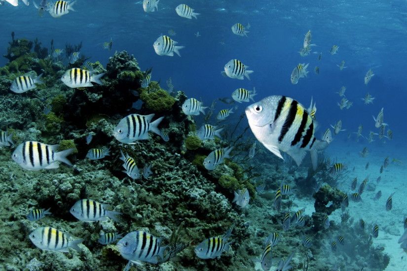 Animal - Fish Animal Sea Underwater Ocean Coral Wallpaper