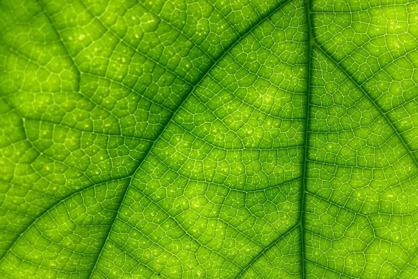 ... Macro Leaf Leaf With Ladybug Leaf Background ...