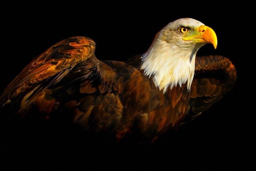Eagle Wallpapers Free Download