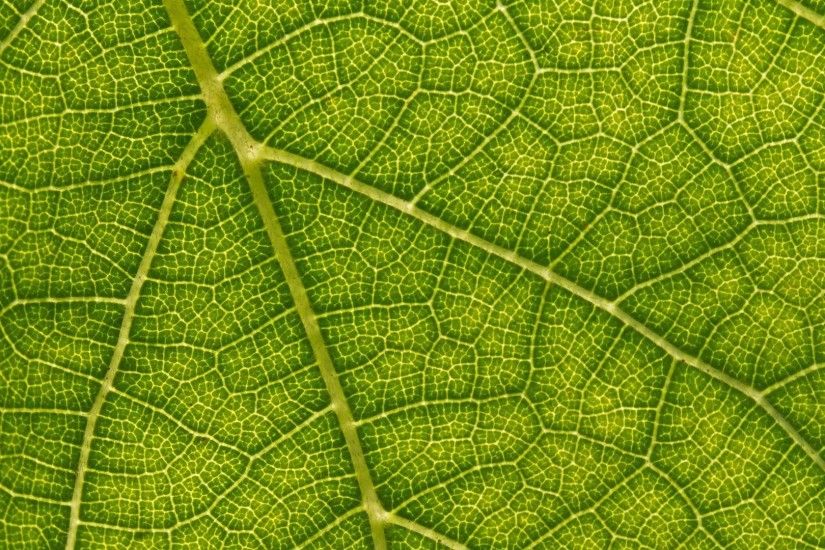 1920x1080 Leaf wallpaper - Nature wallpapers - #