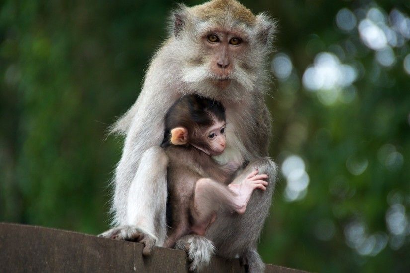Cute Monkey with His Child HD Animal Photo ...