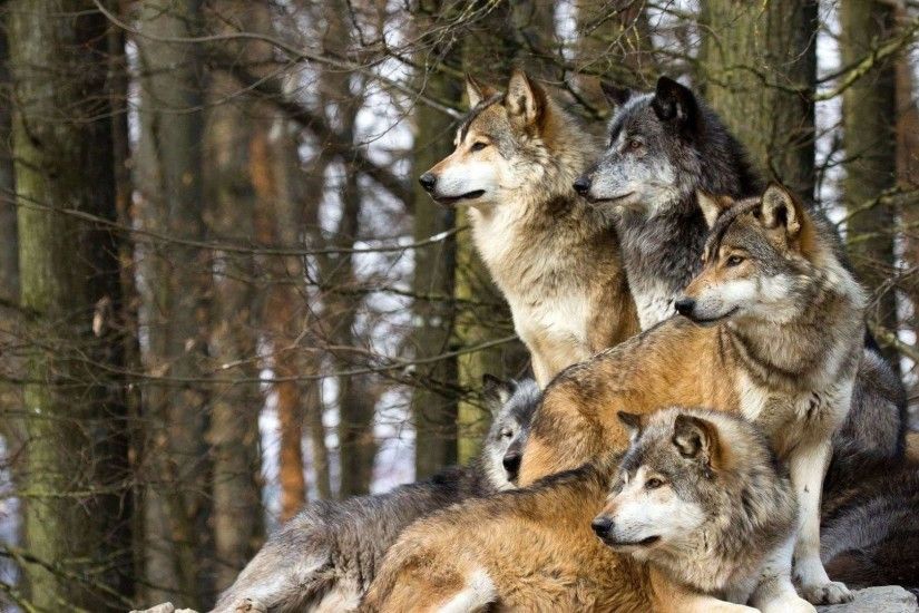 Wallpapers For > Wolf Pack Wallpaper Hd