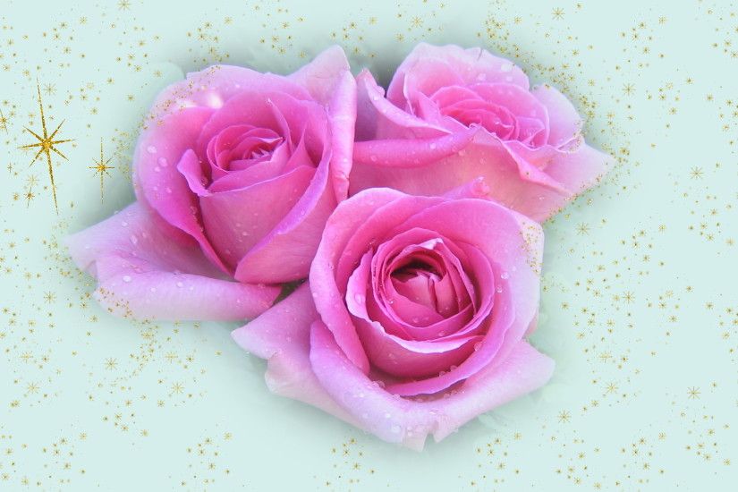 Christmas pink roses. widescreen Christmas wallpapers