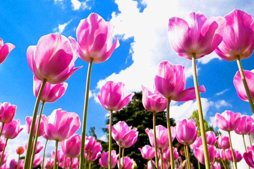 Tulips High Quality Wallpaper